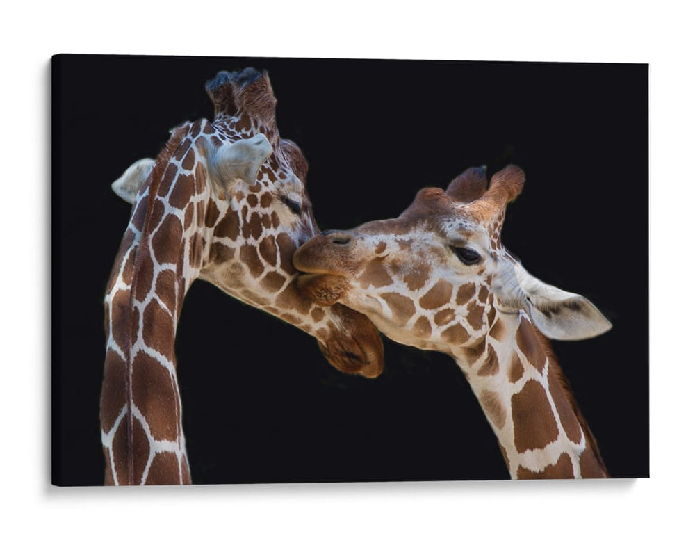 Amor tierno de jirafa - Manfred Foeger | Cuadro decorativo de Canvas Lab