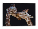 Amor tierno de jirafa - Manfred Foeger | Cuadro decorativo de Canvas Lab
