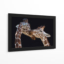 Amor tierno de jirafa - Manfred Foeger | Cuadro decorativo de Canvas Lab