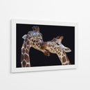 Amor tierno de jirafa - Manfred Foeger | Cuadro decorativo de Canvas Lab