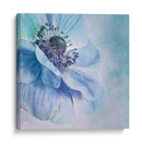 Anémona azul suave - Priska Wettstein | Cuadro decorativo de Canvas Lab