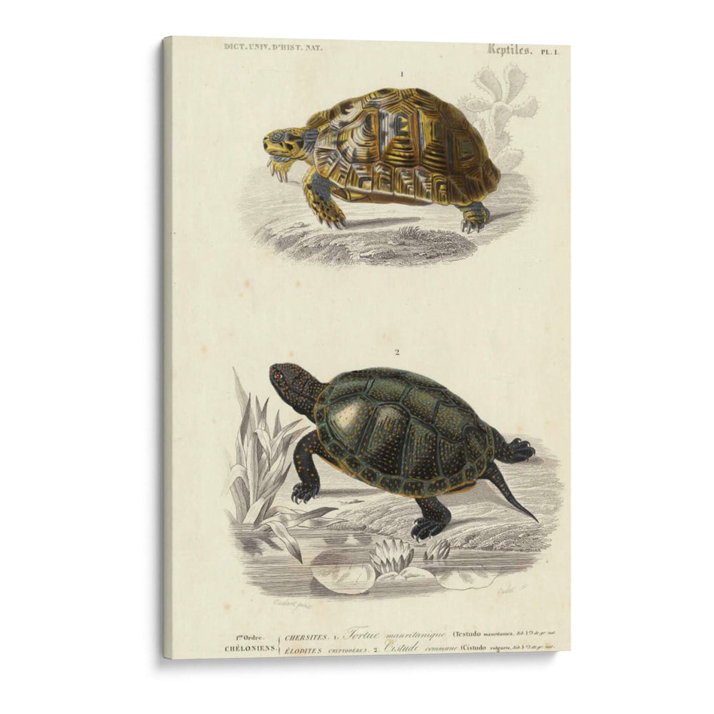 Tortuga Antigua Dúo Ii - Oudart | Cuadro decorativo de Canvas Lab