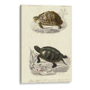 Tortuga Antigua Dúo Ii - Oudart | Cuadro decorativo de Canvas Lab