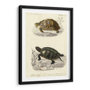 Tortuga Antigua Dúo Ii - Oudart | Cuadro decorativo de Canvas Lab