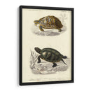 Tortuga Antigua Dúo Ii - Oudart | Cuadro decorativo de Canvas Lab