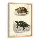 Tortuga Antigua Dúo Ii - Oudart | Cuadro decorativo de Canvas Lab