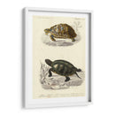 Tortuga Antigua Dúo Ii - Oudart | Cuadro decorativo de Canvas Lab