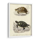 Tortuga Antigua Dúo Ii - Oudart | Cuadro decorativo de Canvas Lab
