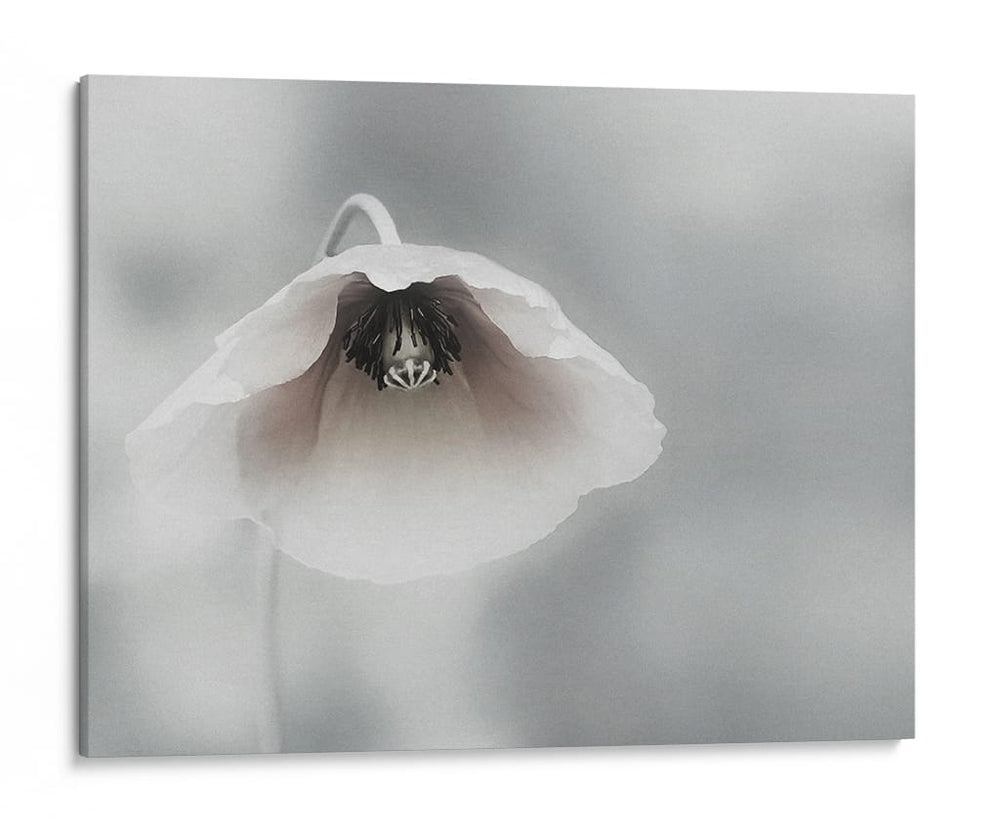 Amapola blanca suave - Piet Flour | Cuadro decorativo de Canvas Lab