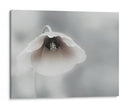 Amapola blanca suave - Piet Flour | Cuadro decorativo de Canvas Lab