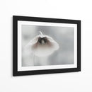 Amapola blanca suave - Piet Flour | Cuadro decorativo de Canvas Lab