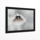 Amapola blanca suave - Piet Flour | Cuadro decorativo de Canvas Lab