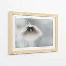 Amapola blanca suave - Piet Flour | Cuadro decorativo de Canvas Lab