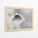Amapola blanca suave - Piet Flour | Cuadro decorativo de Canvas Lab