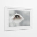 Amapola blanca suave - Piet Flour | Cuadro decorativo de Canvas Lab