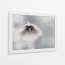 Amapola blanca suave - Piet Flour | Cuadro decorativo de Canvas Lab