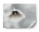 Amapola blanca suave - Piet Flour | Cuadro decorativo de Canvas Lab
