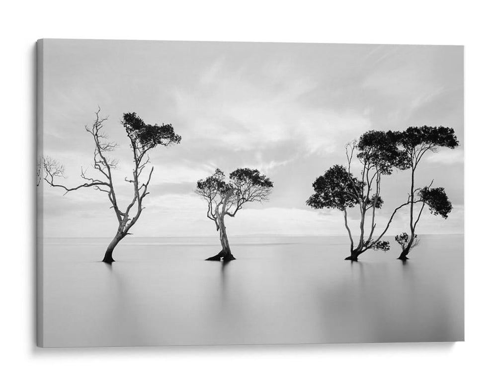 Árboles de agua serenos - Steven Fudge | Cuadro decorativo de Canvas Lab