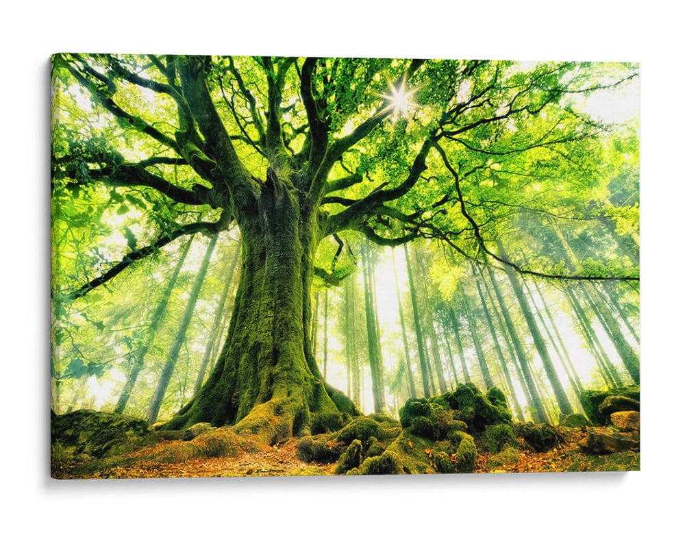 Árbol antiguo iluminado por el sol - Christophe Kiciak | Cuadro decorativo de Canvas Lab