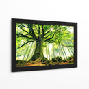 Árbol antiguo iluminado por el sol - Christophe Kiciak | Cuadro decorativo de Canvas Lab