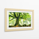 Árbol antiguo iluminado por el sol - Christophe Kiciak | Cuadro decorativo de Canvas Lab
