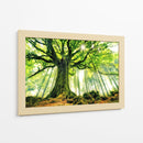 Árbol antiguo iluminado por el sol - Christophe Kiciak | Cuadro decorativo de Canvas Lab