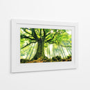 Árbol antiguo iluminado por el sol - Christophe Kiciak | Cuadro decorativo de Canvas Lab