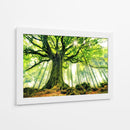 Árbol antiguo iluminado por el sol - Christophe Kiciak | Cuadro decorativo de Canvas Lab