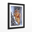 Ardilla feliz invernal - Ervin Kobakci | Cuadro decorativo de Canvas Lab