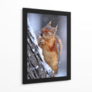 Ardilla feliz invernal - Ervin Kobakci | Cuadro decorativo de Canvas Lab