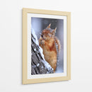 Ardilla feliz invernal - Ervin Kobakci | Cuadro decorativo de Canvas Lab