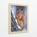 Ardilla feliz invernal - Ervin Kobakci | Cuadro decorativo de Canvas Lab