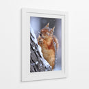 Ardilla feliz invernal - Ervin Kobakci | Cuadro decorativo de Canvas Lab