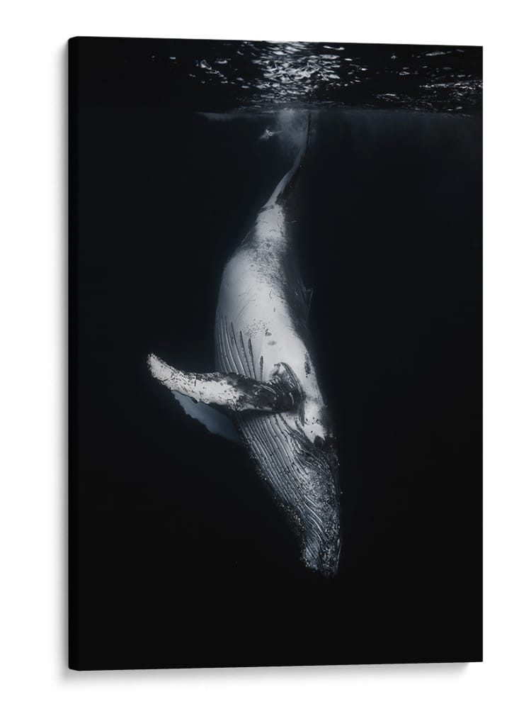Ballena en las profundidades - Barathieu Gabriel | Cuadro decorativo de Canvas Lab