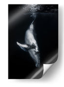 Ballena en las profundidades - Barathieu Gabriel | Cuadro decorativo de Canvas Lab