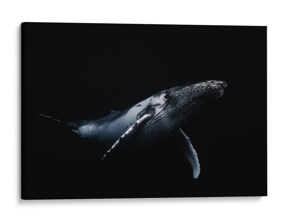Ballena jorobada azul profundo - Barathieu Gabriel | Cuadro decorativo de Canvas Lab