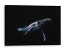 Ballena jorobada azul profundo - Barathieu Gabriel | Cuadro decorativo de Canvas Lab