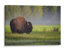 Bisonte de la mañana brumosa - Sandipan Biswas | Cuadro decorativo de Canvas Lab