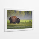 Bisonte de la mañana brumosa - Sandipan Biswas | Cuadro decorativo de Canvas Lab