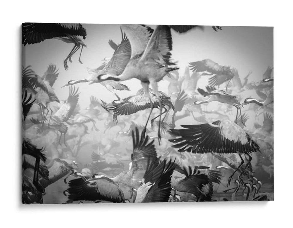Bandada dinámica de grullas - Ido Meirovich | Cuadro decorativo de Canvas Lab