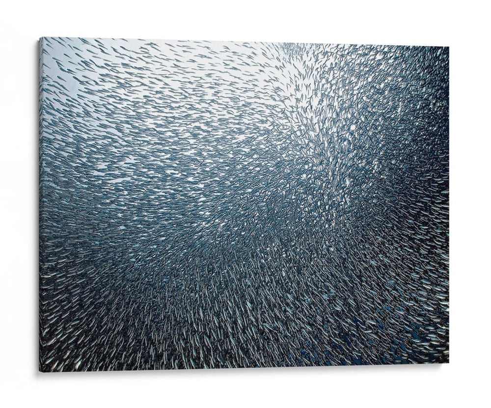 Banco de peces en remolino - Henry Jager | Cuadro decorativo de Canvas Lab