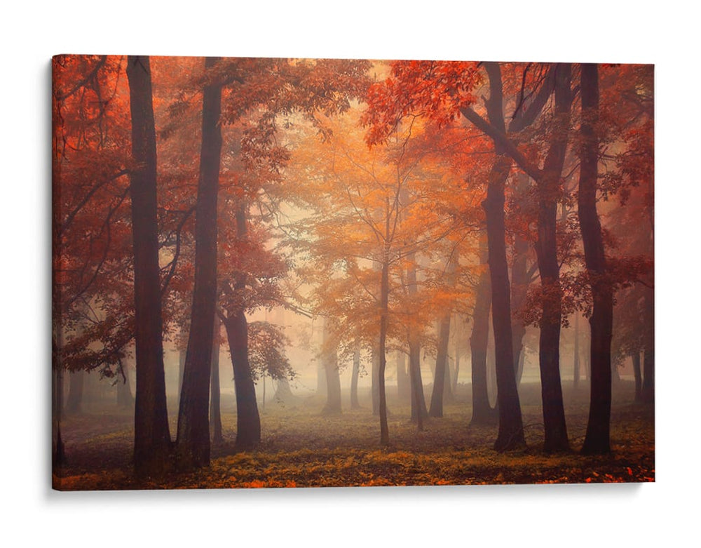 Bosque brumoso de otoño rojizo - Ildiko Neer | Cuadro decorativo de Canvas Lab