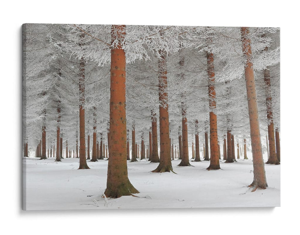Bosque de hoja perenne nevado - Dragisa Petrovic | Cuadro decorativo de Canvas Lab