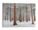 Bosque de hoja perenne nevado - Dragisa Petrovic | Cuadro decorativo de Canvas Lab