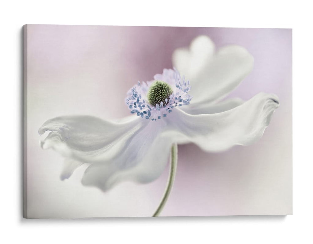 Brisa de anémona - Mandy Disher | Cuadro decorativo de Canvas Lab