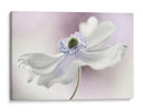 Brisa de anémona - Mandy Disher | Cuadro decorativo de Canvas Lab