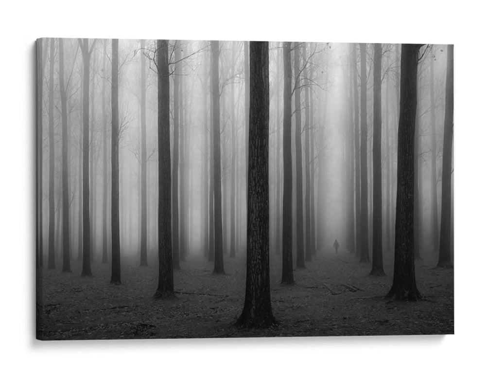 Bosque misterioso y brumoso - Jochen Bongaerts | Cuadro decorativo de Canvas Lab