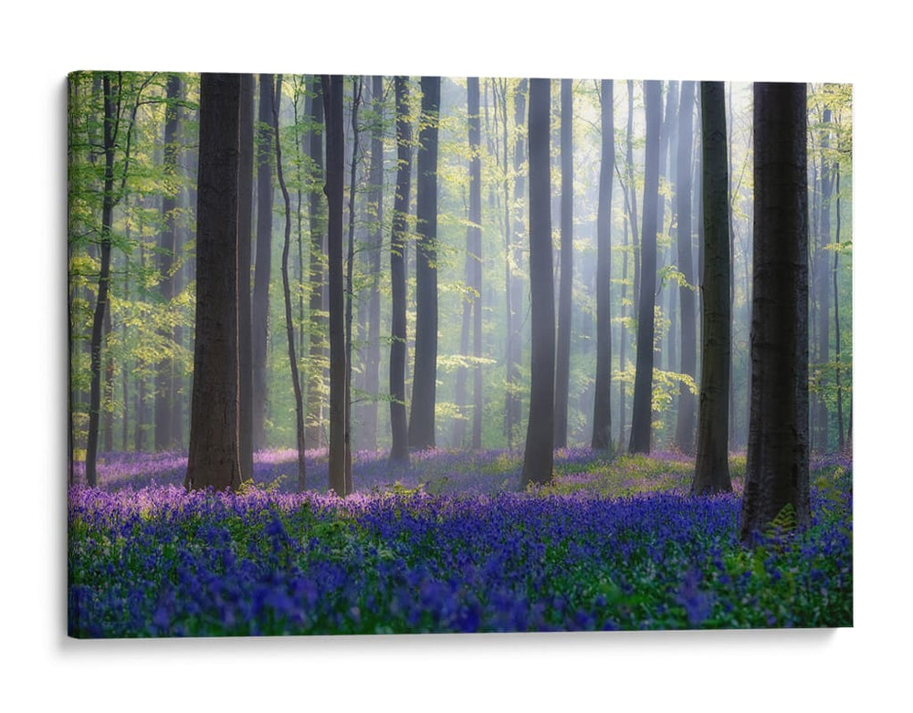 Bosque de campanillas en la niebla - Adrian Popan | Cuadro decorativo de Canvas Lab