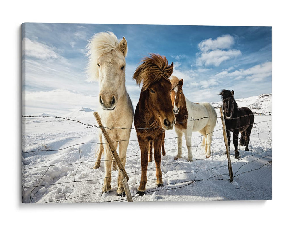 Caballos islandeses curiosos - Mike Leske | Cuadro decorativo de Canvas Lab