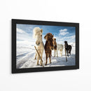 Caballos islandeses curiosos - Mike Leske | Cuadro decorativo de Canvas Lab